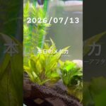 2026/07/13 #癒し #めだか #めだかのいる生活 #アクアリウム #アクアリウム初心者 #ヌマエビ