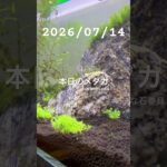 2026/07/14 #癒し #めだか #めだかのいる生活 #アクアリウム #アクアリウム初心者 #石巻貝
