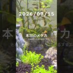 2026/07/15 #癒し #めだか #めだかのいる生活 #アクアリウム #アクアリウム初心者 #ヌマエビ