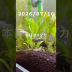 2026/07/16 #めだか #めだかのいる生活 #癒し #アクアリウム #アクアリウム初心者 #脱皮