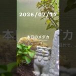 2026/07/17 #癒し #めだか #めだかのいる生活 #アクアリウム #アクアリウム初心者 #ソイル