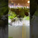 2026/07/18 #癒し #めだか #めだかのいる生活 #アクアリウム #アクアリウム初心者 #ヌマエビ