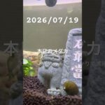 2026/07/19 #癒し #めだか #めだかのいる生活 #アクアリウム #アクアリウム初心者 #ヌマエビ