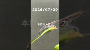 20260720-
