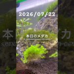 2026/07/22 #癒し #めだか #めだかのいる生活 #アクアリウム #アクアリウム初心者 #キューバパールグラス