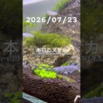2026/07/23 #癒し #めだか #めだかのいる生活 #アクアリウム #アクアリウム初心者 #キューバパールグラス