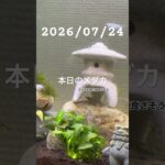2026/07/24 #癒し #めだか #めだかのいる生活 #アクアリウム #アクアリウム初心者