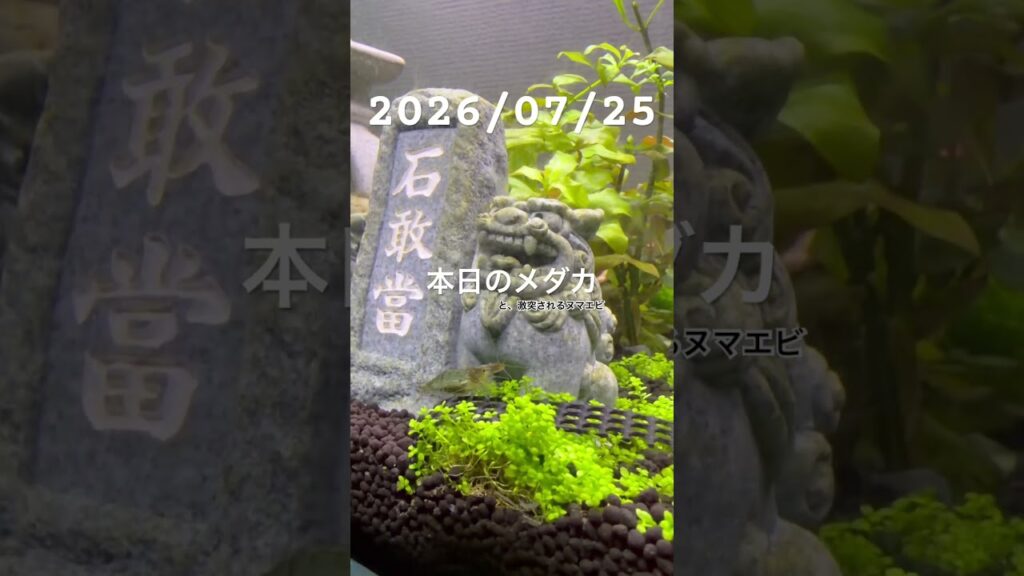 20260725-