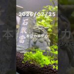 2026/07/25 #癒し #めだか #めだかのいる生活 #アクアリウム #アクアリウム初心者 #ヌマエビ