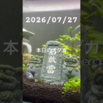 2026/07/27 #めだか #癒し #めだかのいる生活 #アクアリウム #アクアリウム初心者