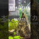 2026/07/28 #癒し #めだか #めだかのいる生活 #アクアリウム #アクアリウム初心者 #石巻貝