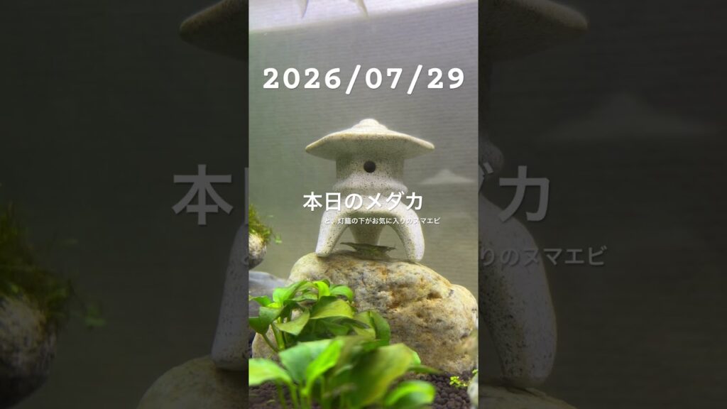 20260729-