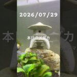 2026/07/29 #癒し #めだか #めだかのいる生活 #アクアリウム #アクアリウム初心者 #ヌマエビ