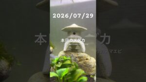 20260729-