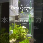 2026/07/30 #癒し #めだか #めだかのいる生活 #アクアリウム #アクアリウム初心者