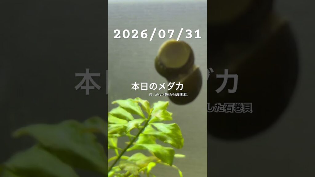20260731-