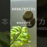 2026/07/31 #癒し #めだか #めだかのいる生活 #アクアリウム #アクアリウム初心者