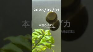 20260731-