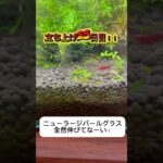 立ち上げ25日目！初心者水草水槽レイアウト【30cmキューブ水槽】