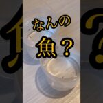 【メダカ】 この美しさ、なんの魚？／26年7月15日 #shorts #メダカ #めだか #アクアリウム #aquarium #メダカ飼育 #初心者 #飼育