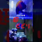 [海水水槽]イナズマヤッコ3日目飼育#アクアリウム初心者 #海水水槽 #海水魚