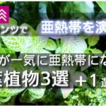 【ダイソー】水槽が一気に亜熱帯になる観葉植物3選＋番外編【観葉植物とアクア】