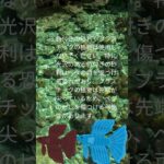 ベタ魚：初心者がベタを飼うときにやりがちな3つの失敗 #FALKINSE #aquarium #アクアリウム #fish #myth