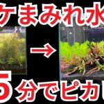【はじめてでも簡単! 】30センチ小型水槽の掃除方法をすべて見せます