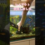 立ち上げ300日目の節目にレイアウト一新！ #アクアリウム  #60cm水槽 #shorts