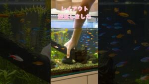 300-60cm-shorts