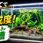 【初心者】初めてのアクアリウム！50cm水槽レイアウト完成