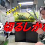 思い切ってバッサリ。60cm水草水槽の初トリミング。