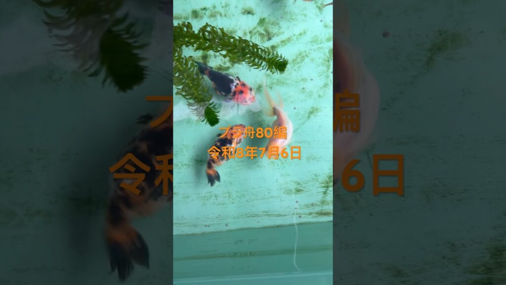 80-876-