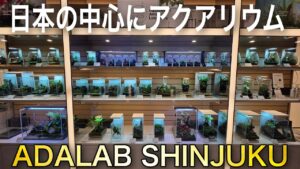 ADA-Lab-SHINJUKUaquarium