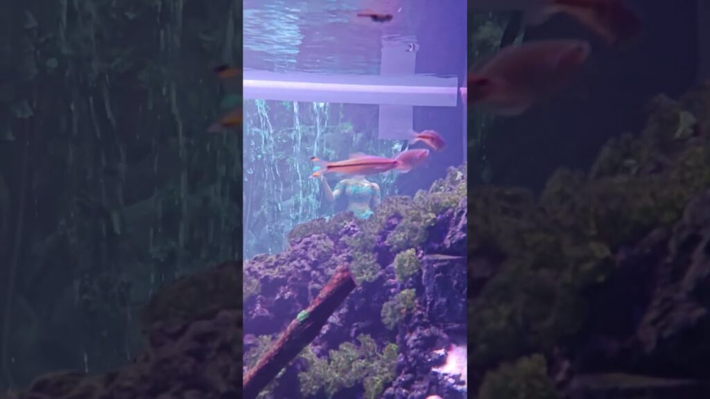 Aquarium-Waterfall-fish-beautiful