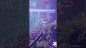 Aquarium-Waterfall-fish-beautiful