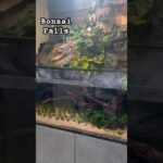 Bonsai Falls Mist Cascading Down 2 Waterfalls Into A Planted Aquarium For Klademak Rainbowfish