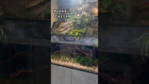 Bonsai-Falls-Mist-Cascading-Down-2-Waterfalls-Into-A-Planted-Aquarium-For-Klademak-Rainbowfish