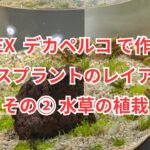 GEXデカペルコで作るレースプラントのレイアウト その② 水草の植栽