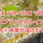GEXデカペルコで作るレースプラントのレイアウト その③ 水草が溶けました！