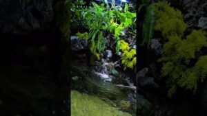 Stress-Relief-JcGraphy-Sl-southkorea-waterfall-nature-aquarium-fish-fishtank-macrolens