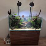 流木がメインのワイルドアクアリウム✨【アクアリウムトールマン動画チャンネル！トールマンTV!】