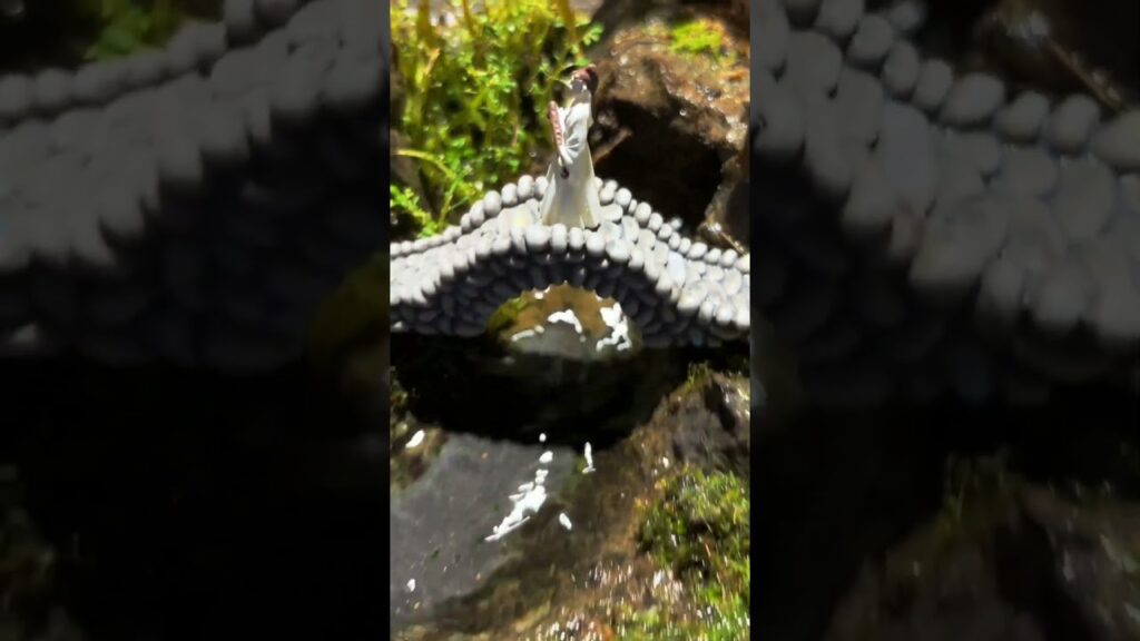 This-Tiny-Zen-Waterfall-Aquarium-Will-Instantly-Relax-You-plantssparkjoy-trending-floattank