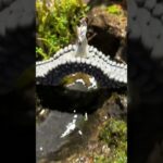 This Tiny Zen Waterfall Aquarium Will Instantly Relax You 🌿💦 #plantssparkjoy #trending #floattank