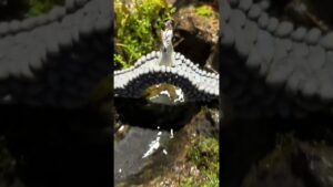 This-Tiny-Zen-Waterfall-Aquarium-Will-Instantly-Relax-You-plantssparkjoy-trending-floattank
