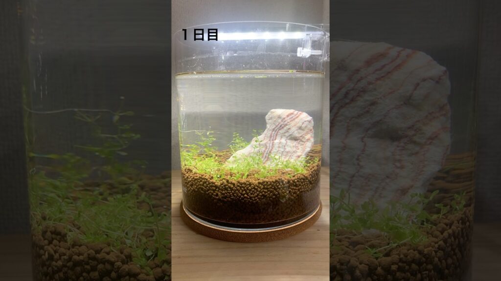 aquarium-