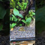 #アクアリウム #アクアリウムのある暮らし #アクアリウム初心者 #aquarium