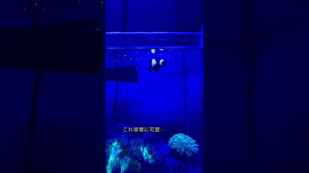 aquarium-fish