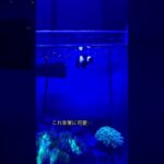 憧れのカクレクマノミ飼育始めました！ #アクアリウム #水槽部屋 #aquarium #カクレクマノミ #fish