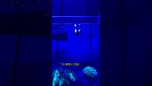 aquarium-fish